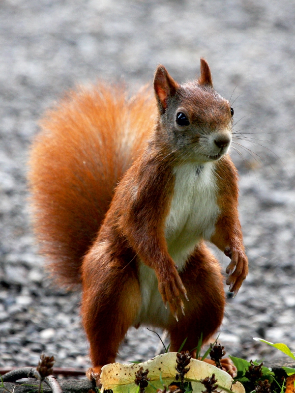 Neugieriges Eichhörnchen