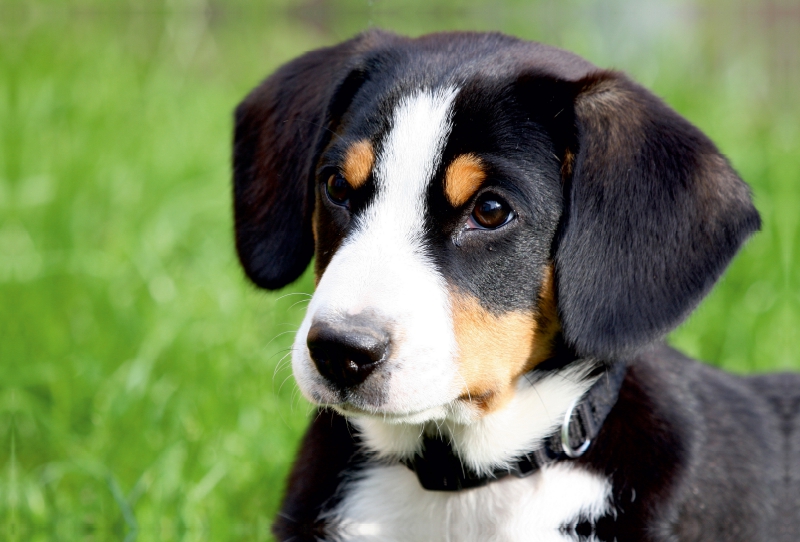 Entlebucher Sennenhund