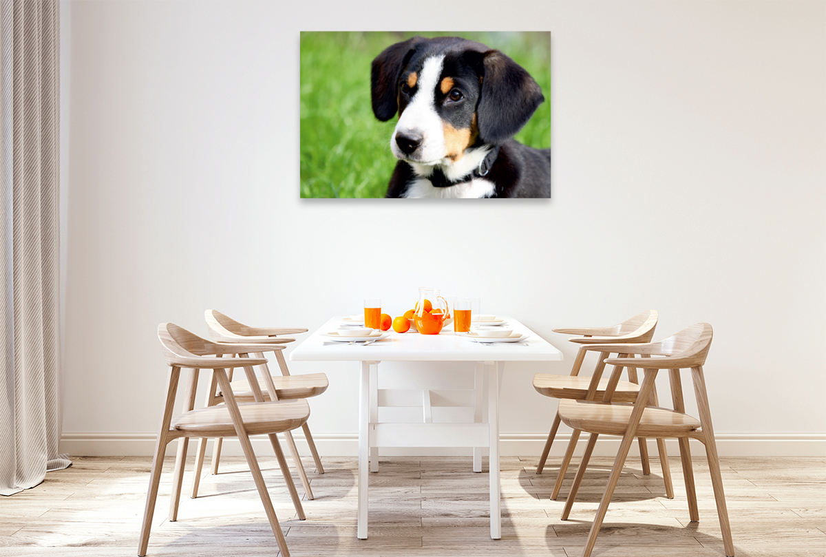 Entlebucher Sennenhund