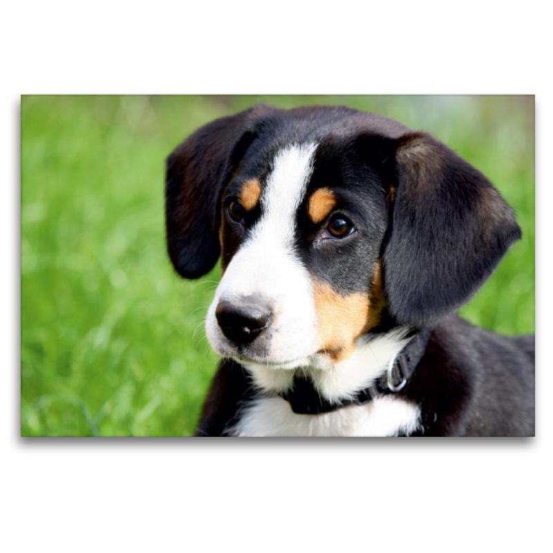 Entlebucher Sennenhund