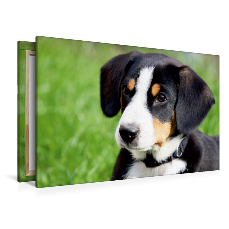 Entlebucher Sennenhund