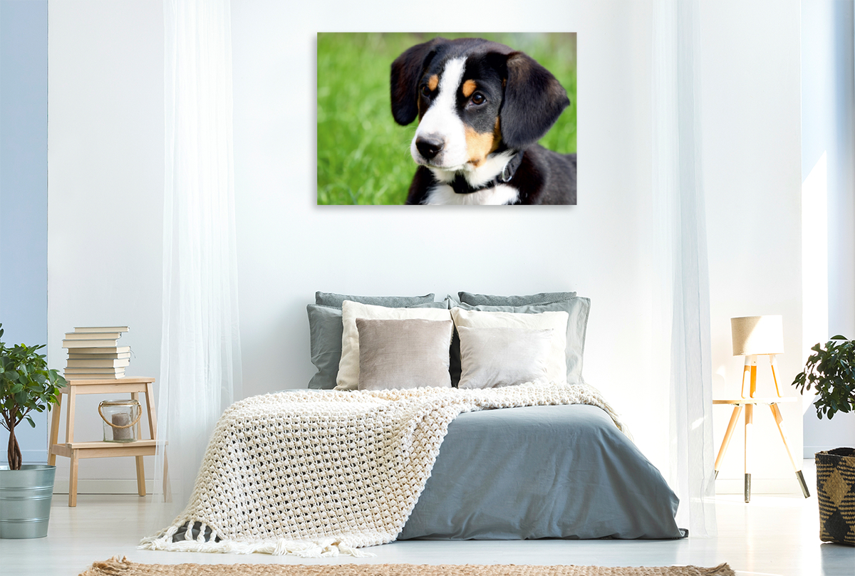 Entlebucher Sennenhund