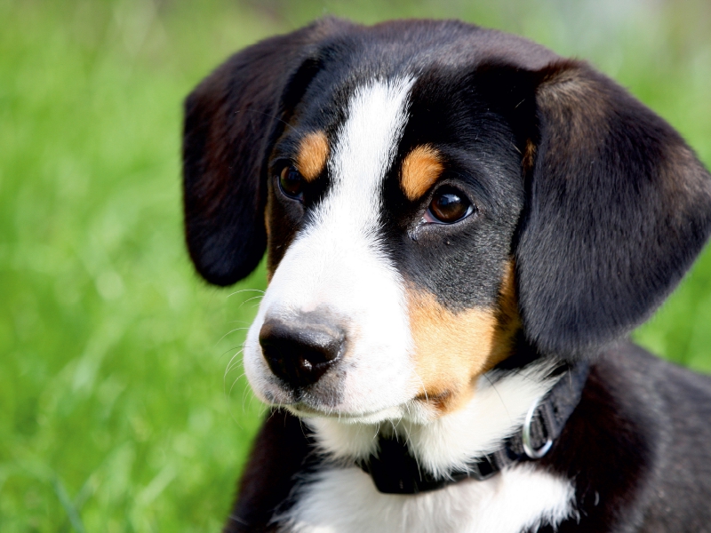 Entlebucher Sennenhund