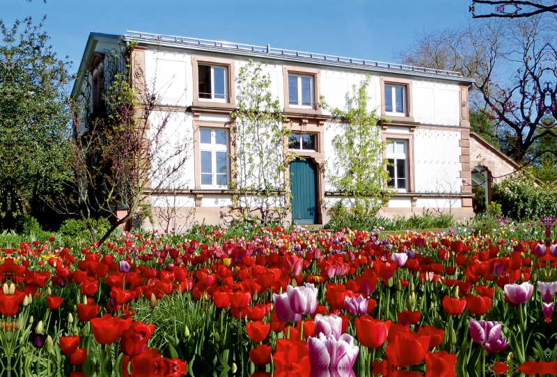 Tulpenblüte im Sichtungsgarten Hermannshof in Weinheim