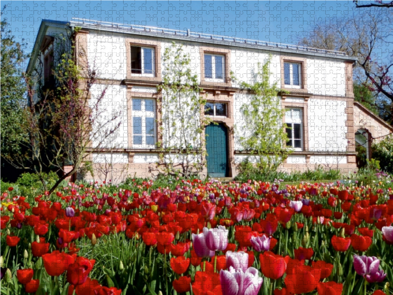 Tulpenblüte im Sichtungsgarten Hermannshof in Weinheim