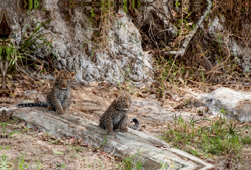 Ein Motiv aus dem Kalender Emotionale Momente: Leoparden