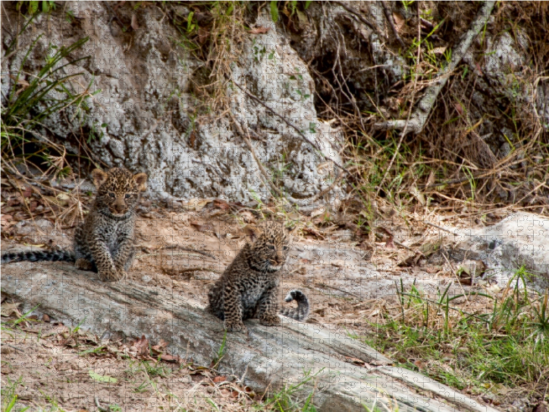 Ein Motiv aus dem Kalender Emotionale Momente: Leoparden