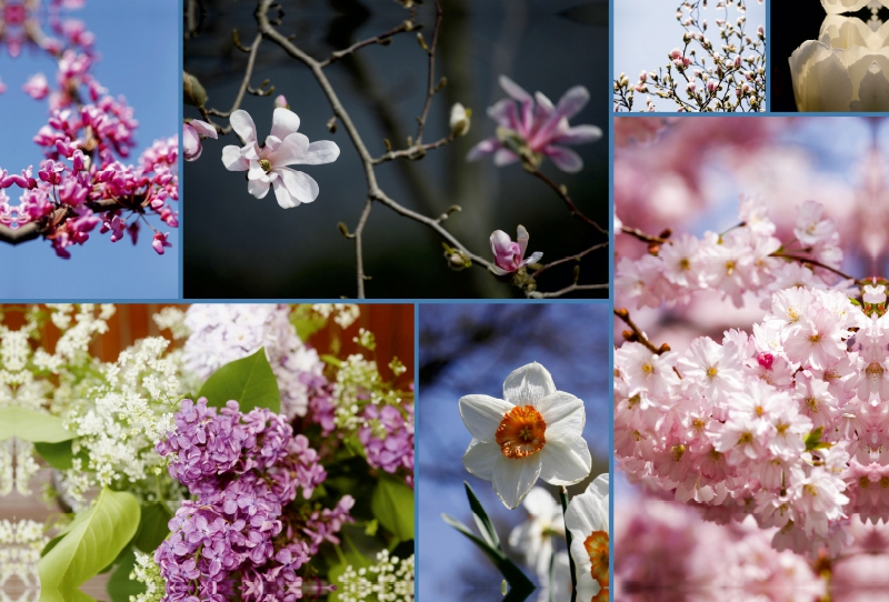 Ein Motiv aus dem Kalender Florales zu jeder Jahreszeit