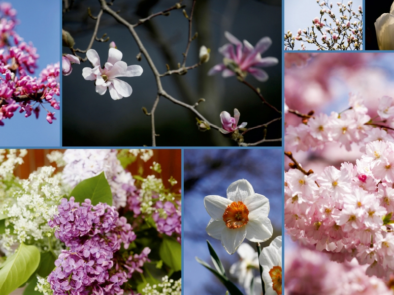 Ein Motiv aus dem Kalender Florales zu jeder Jahreszeit