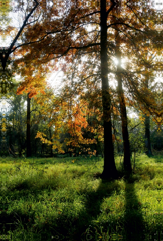 Spreewald