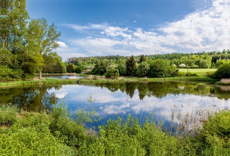 Karpfenteich