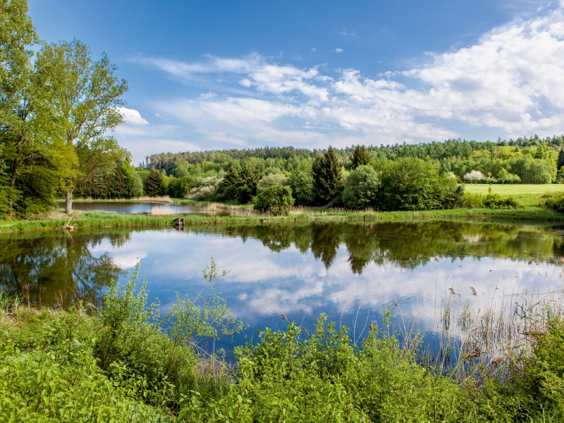 Karpfenteich