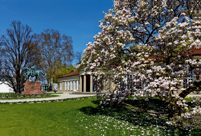 Magnolienblüte im Kurpark Bad-Cannstatt