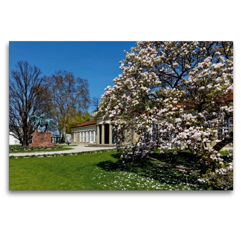 Magnolienblüte im Kurpark Bad-Cannstatt