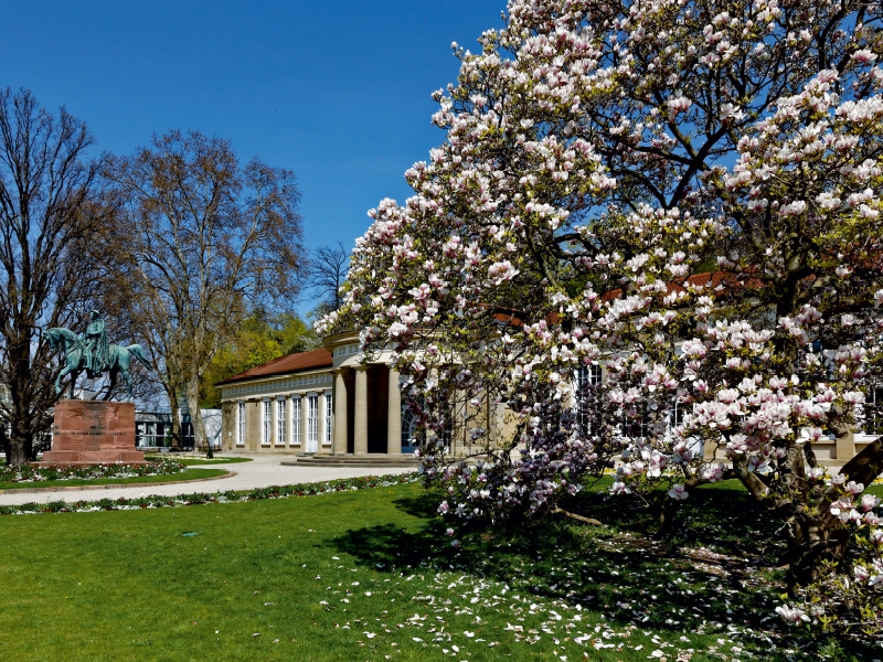 Magnolienblüte im Kurpark Bad-Cannstatt