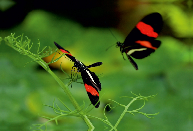 Heliconius-Falter