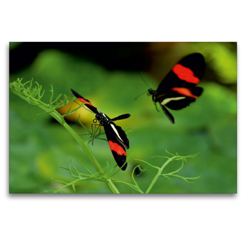 Heliconius-Falter