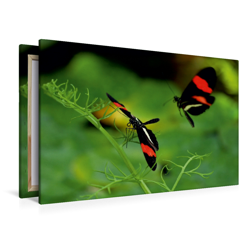 Heliconius-Falter