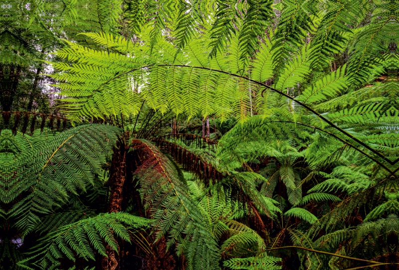 Farn im Regenwald von Tasmanien