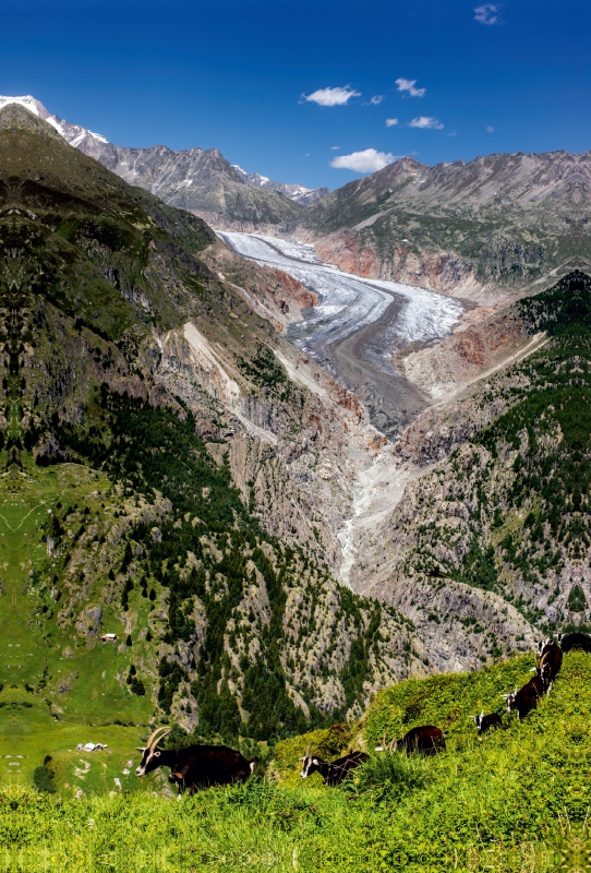 Fieschergletscher (Wallis - Schweiz)