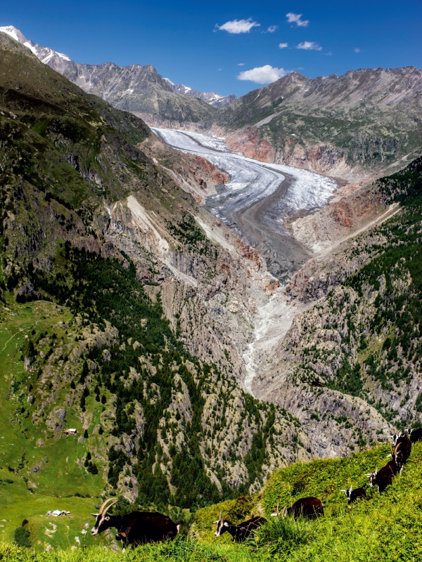 Fieschergletscher (Wallis - Schweiz)