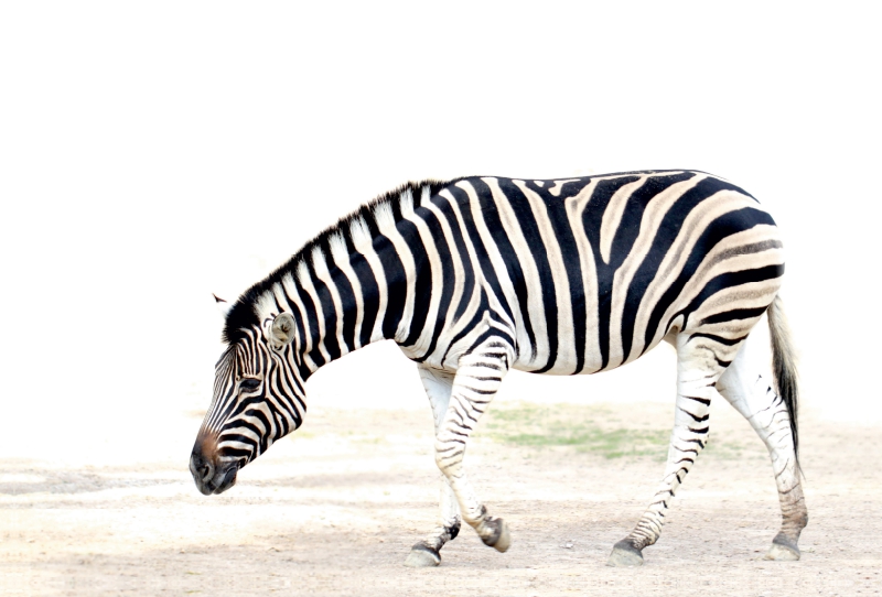 Zebra