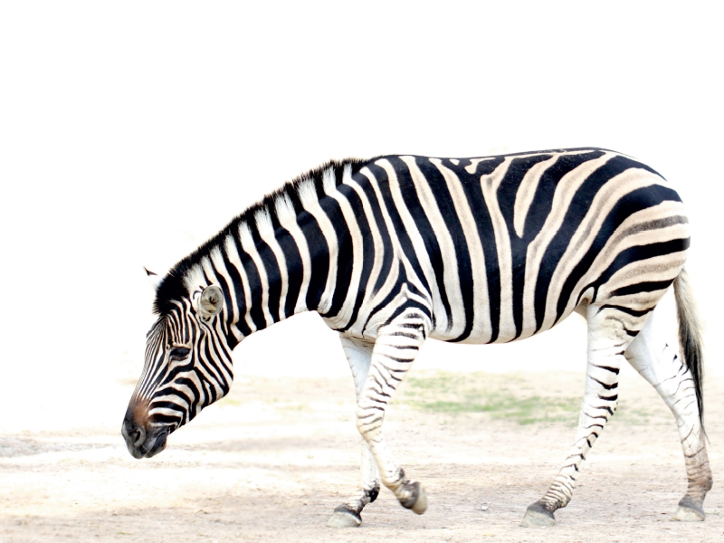 Zebra