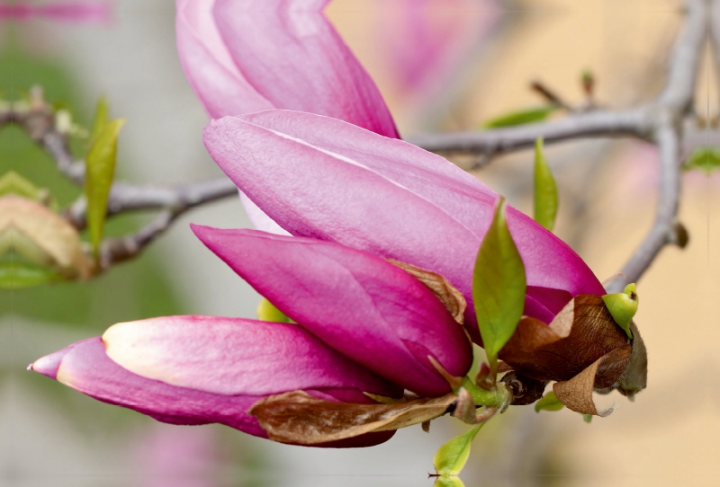 Magnolienblüte