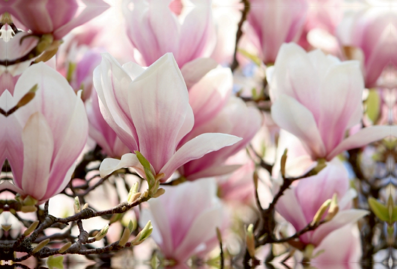 Magnolienschönheiten