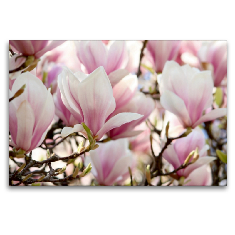 Magnolienschönheiten