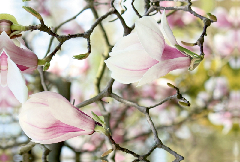 Magnolienzweige