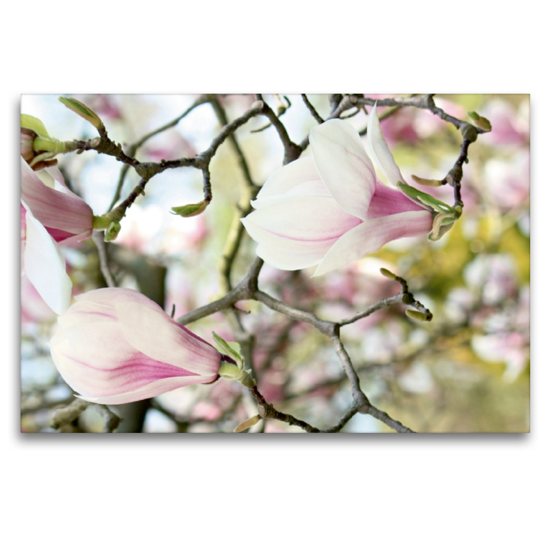 Magnolienzweige