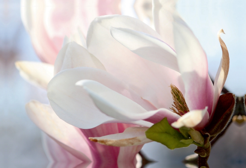 Magnolienblüte