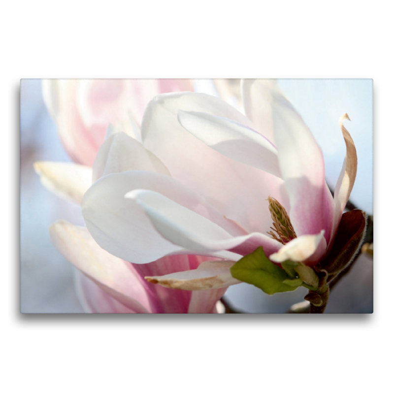 Magnolienblüte