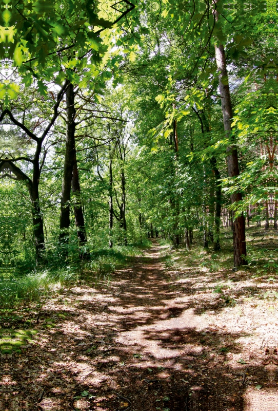 Spazierweg im Wald