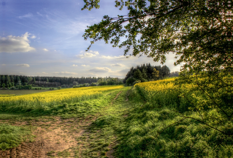 Rapsfeld in der Gegend von Mechernich