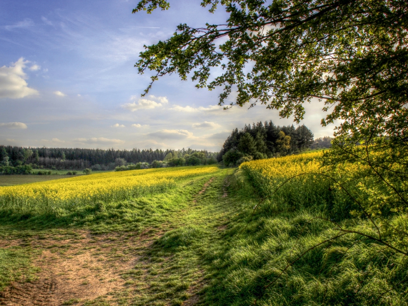 Rapsfeld in der Gegend von Mechernich