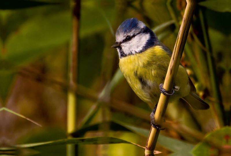 Blaumeise (Cyanistes caeruleus)