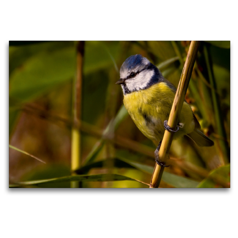 Blaumeise (Cyanistes caeruleus)