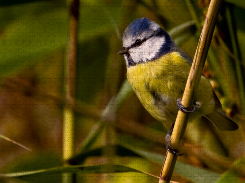 Blaumeise (Cyanistes caeruleus)