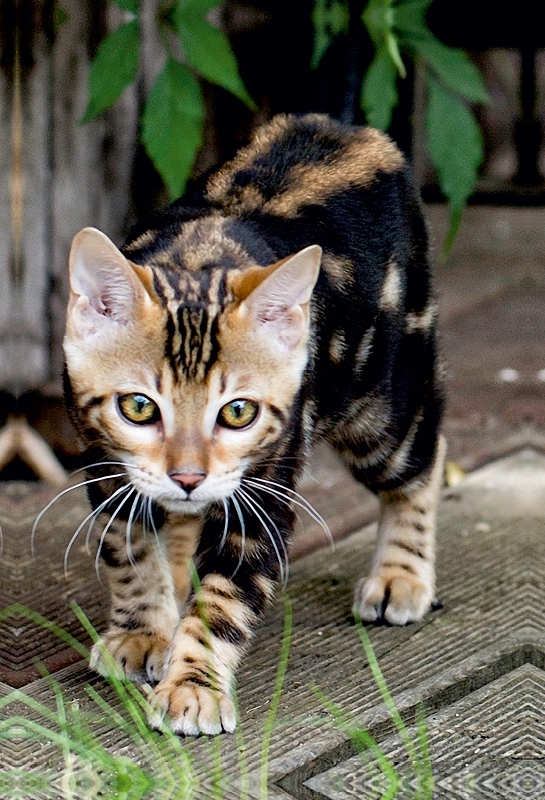 Suki - kleine Leopardin