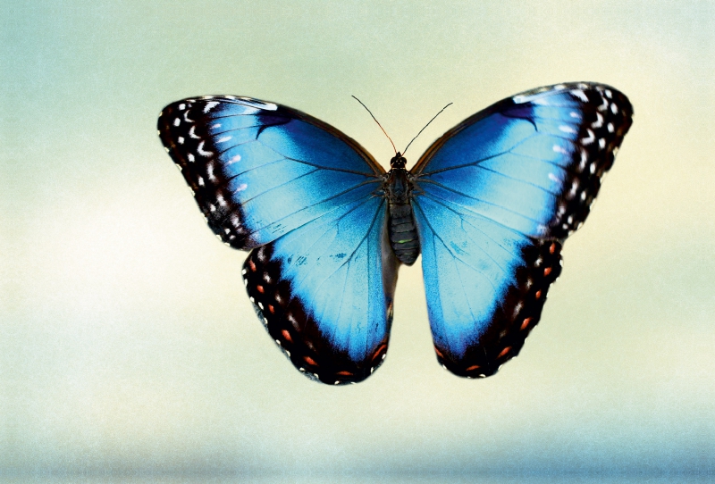 Himmelsfalter Morpho peleides