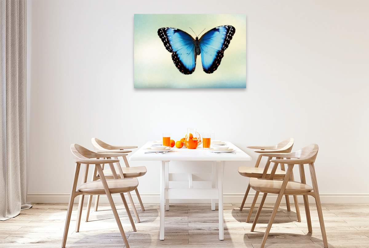 Himmelsfalter Morpho peleides