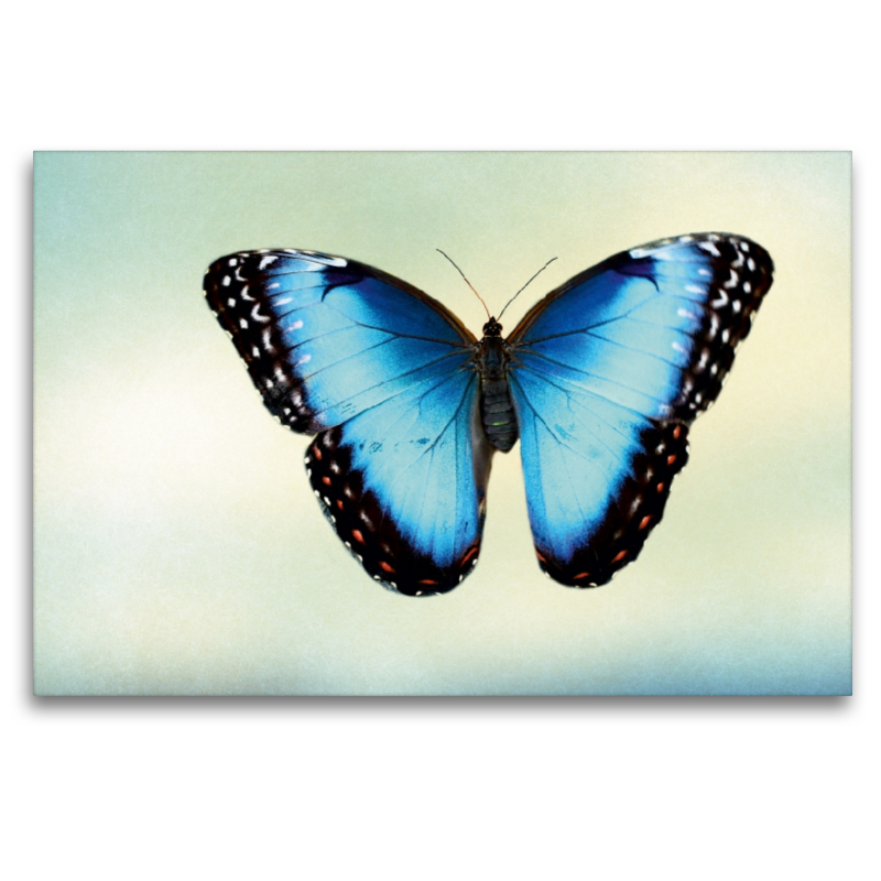 Himmelsfalter Morpho peleides