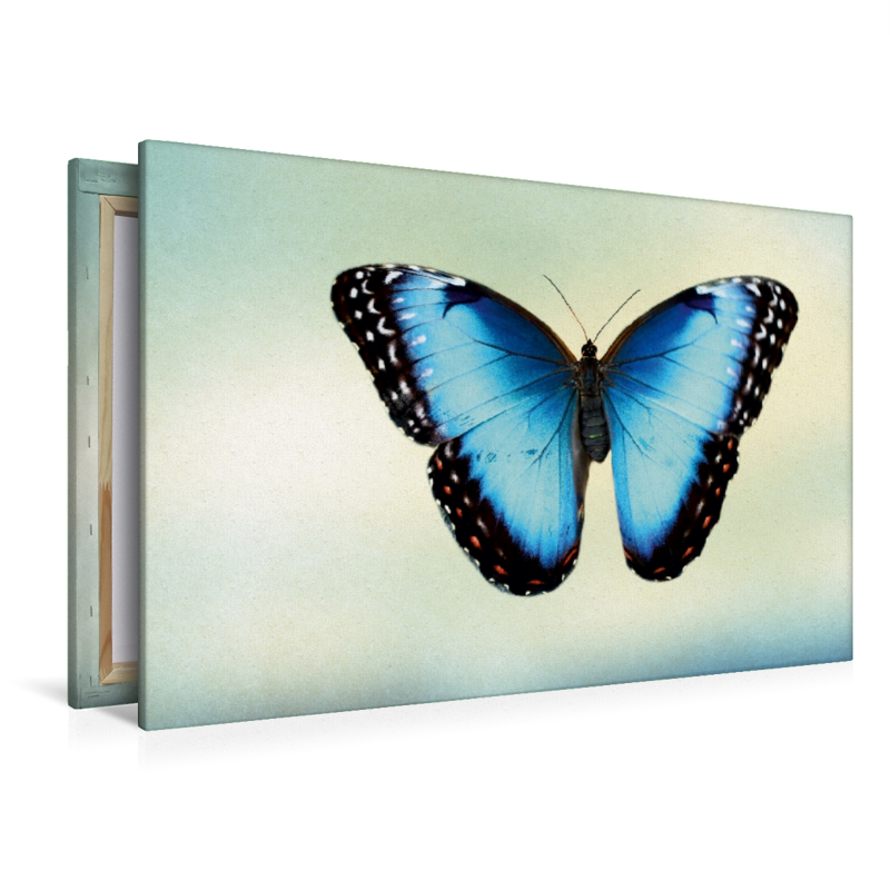 Himmelsfalter Morpho peleides