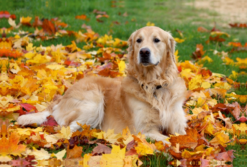 Golden Retriever