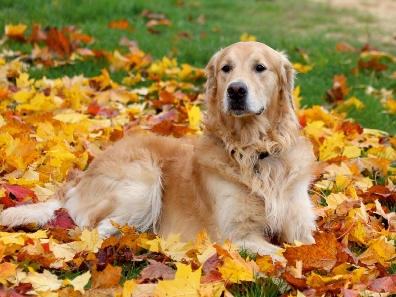 Golden Retriever