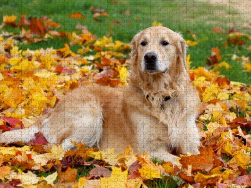 Golden Retriever