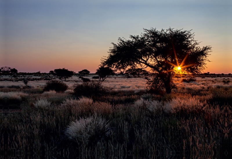 Akazienbaum in der Kalahari-Wüste in Namibia