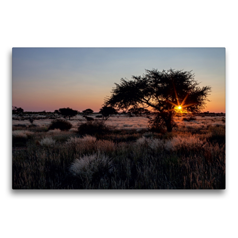 Akazienbaum in der Kalahari-Wüste in Namibia